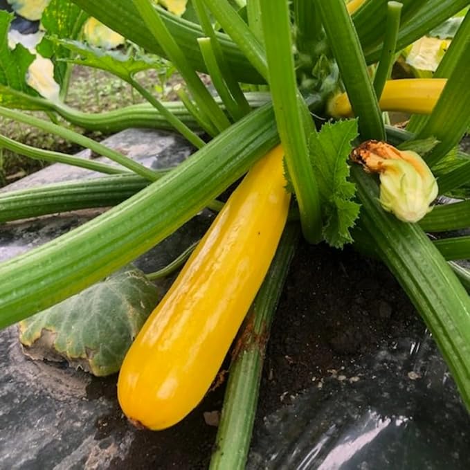 3 Squash Plants Live 3 to 6 Inch Tall Zucchini Plants Live Yellow Squash Zucchini Seedlings 4 Inch Pot