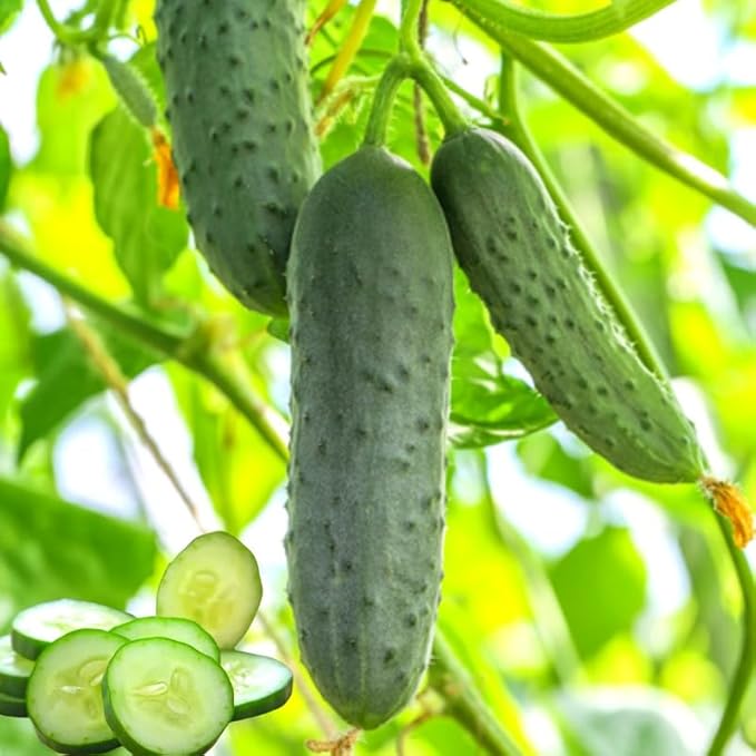 Set of 3 Marketmore Cucumber Plants Live Live Cucumber Plants 4 Inc Pot 4 to 7 Inc Long Starter Plant