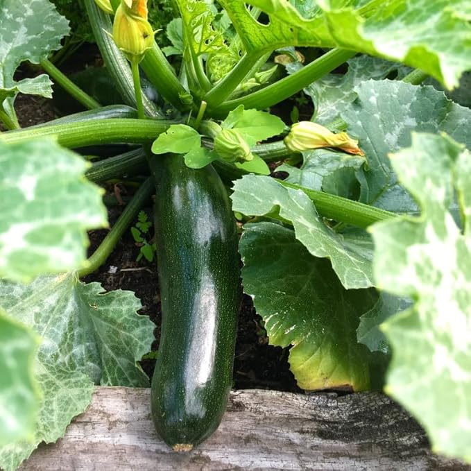 Green Zucchini Plants Live Summer Squash Plant 2 Plants in 4 Inch Pot 3 to 6 Inch Tall Seedlings for Planting Outdoor Garden
