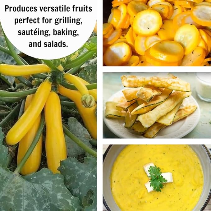 Set 2 Squash Plants Live for Planting Yellow Zucchini Plants Live for Planting Vegetable Plant 4 Inches Pot