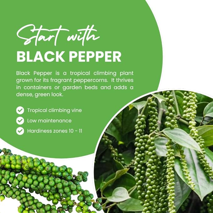 Black Pepper Plant Live Black Pepper Tree Plant Piper Nigrum Plants 4 to 6 Inches Tall Edible Herb for Indoor Outdoor Garden