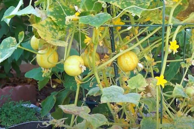 2 Lemon Cucumber Plants Live 3 to 5 Inches Tall Cucumber Starter Plants for Planting 4 Inch Pot Vegetable Plant