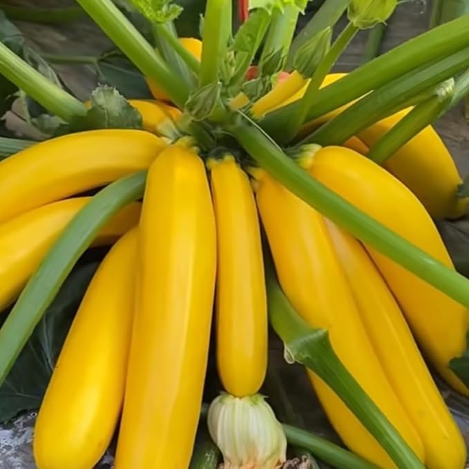 3 Squash Plants Live 3 to 6 Inch Tall Zucchini Plants Live Yellow Squash Zucchini Seedlings 4 Inch Pot