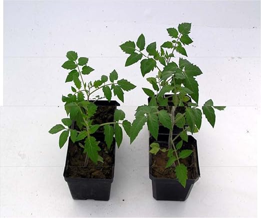 Natural Alternative 5-5-5 All-Purpose Starter Plant Food 6.5lb. Jug (55500)