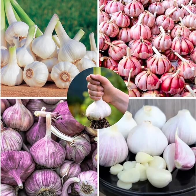 1 Lb Mix Garlic Bulbs for Planting 8 Hardy Garlic Bulbs for Planting Home Vegetable Garden or Raised Beds Hardneck Garlic Bulbs
