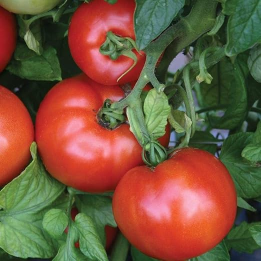 Park Seed AlgoPlus Improved Mineral Based Fertilizer - Tomato