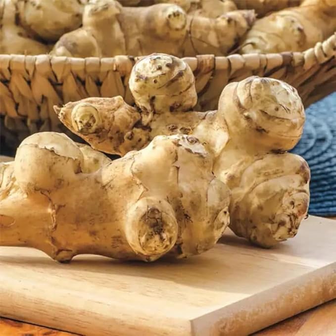 5 Large Jerusalem Artichokes Tubers for Planting Fresh Sunchokes Sunroots Hardy Edible Perennial Roots for Outdoor Vegetable Garden
