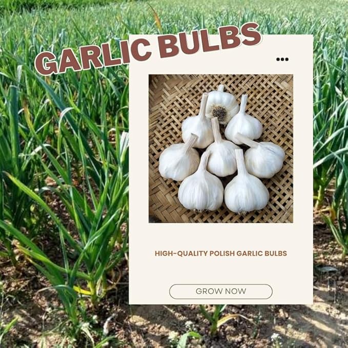 1 Lb Rare White Garlic Bulbs for Planting 8 Hardy Garlic Bulbs for Planting Home Vegetable Garden or Raised Beds Hardneck Garlic Bulbs