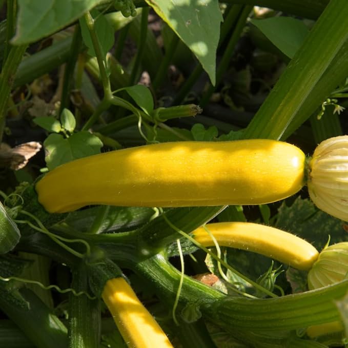 2 Yellow Zucchini Plants Yellow Summer Squash in 4 Inch Pots - 4-6 Inch Tall Live Vegetable Garden Plants