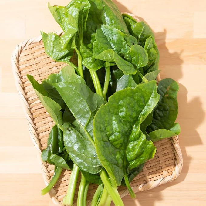 Malabar Spinach Plant Live Vegetable Vine Plant 5 to 8 Inch Tall Malabar Spinach Live Plant Potted