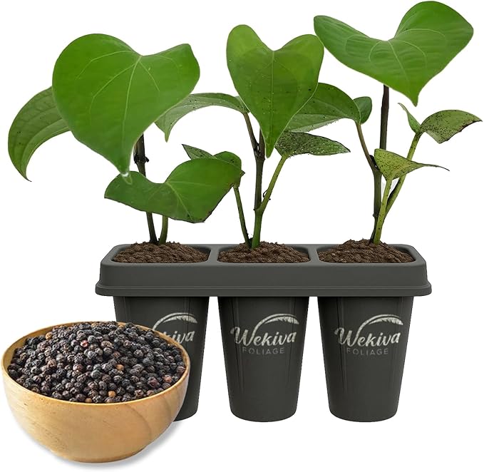 Black Pepper Plant - 3 Live Starter Vines - Piper Nigrum - Grow Your Own Spices in The Garden
