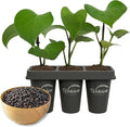 Black Pepper Plant - 3 Live Starter Vines - Piper Nigrum - Grow Your Own Spices in The Garden