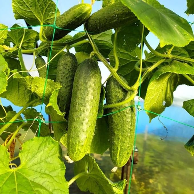 Marketmore Cucumber Plants in 4 Inch Pot 2 Plants per Pot 4-6 Tall Cucumber Plants Live for Planting Outdoor