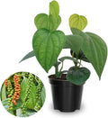 Black Pepper Plant Live 4 to 6 Inches Tall Live Pepper Plant Piper Nigrum Live Plant Herb Plant for Garden