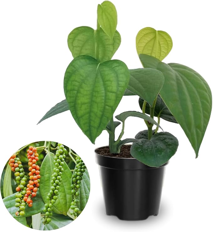 Black Pepper Plant Live 4 to 6 Inches Tall Live Pepper Plant Piper Nigrum Live Plant Herb Plant for Garden