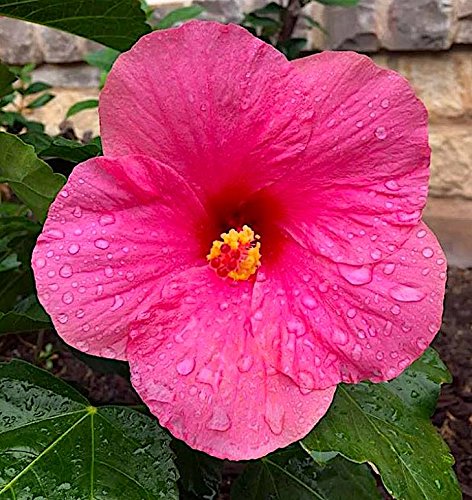 Nelson Plant Food - NutriStar Hibiscus Fertilizer - Outdoor and Indoor Plant Food - Tropical Hibiscus Fertilizer For All Flowering Tropical Plants