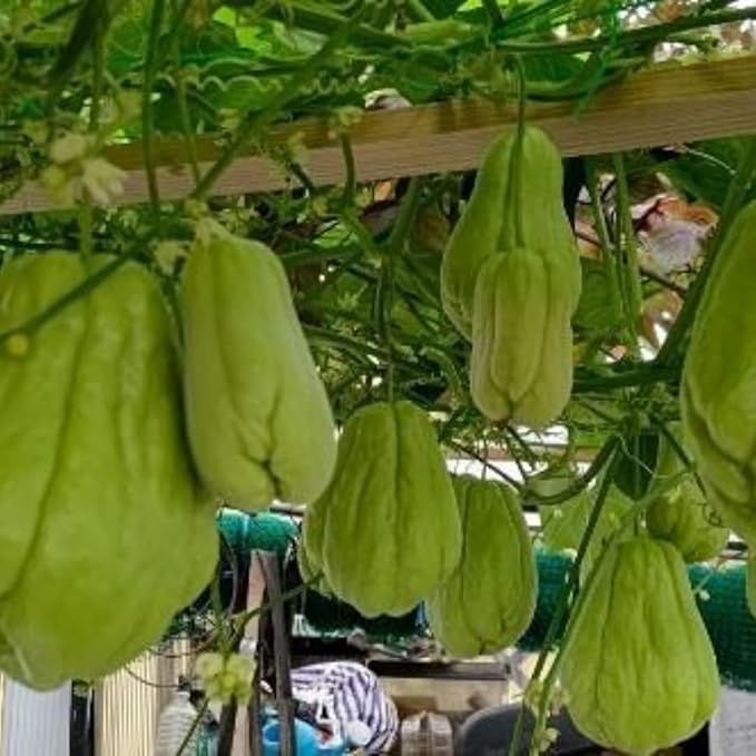 Chayote Squash Plant Live Chayote Plant Gallon Pot 7 to 10 Inc Tall Live Garden Vegetable Vine