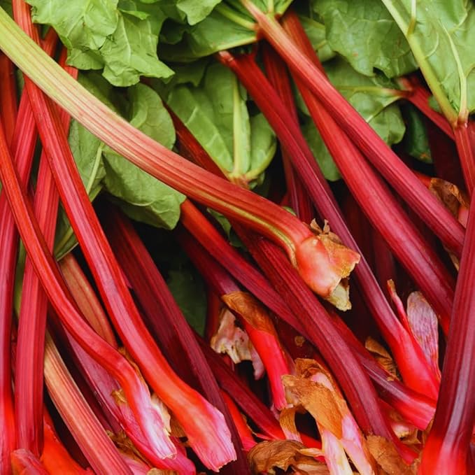 Set 5 Rhubarb Plant Roots for Planting Rhubarb Crown Root 4 to 6 Inc in Height Vegetables Plant Gardening