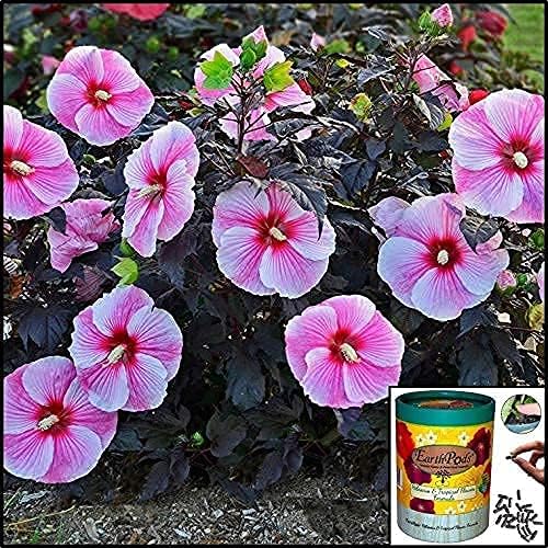 EarthPods® Premium Hibiscus Fertilizer Capsules (100 Count) Tropical Plant Food Spikes | Specialized Bio Nutrients for Plumeria &amp Bougainvillea (Organic + Vegan + Made in USA)