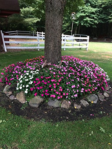 Wallace Organic Wonder Soil and Plant Booster