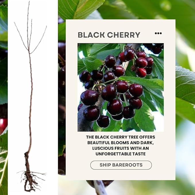 2 Black Cherry Trees Live Plants Sweet Cherry Plants Live Fruit Tree Bareroots Dormant 12-18 Inch Height Wild Black Cherry Seedling for Planting Home Garden