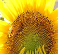 1 lb (4700+ Seeds) Mammoth Grey Stripe Sunflower (Helianthus annuus) - 9-12 Feet Tall Extended Bloom - Non-GMO Seeds by MySeeds.Co (1 lb Grey Stripe Sunflower)