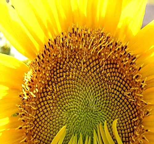 1 lb (4700+ Seeds) Mammoth Grey Stripe Sunflower (Helianthus annuus) - 9-12 Feet Tall Extended Bloom - Non-GMO Seeds by MySeeds.Co (1 lb Grey Stripe Sunflower)