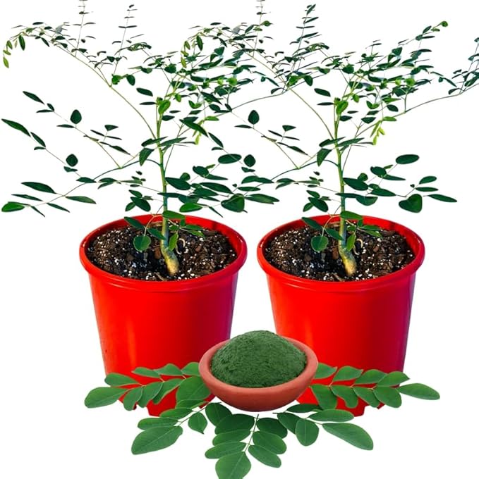 2 Live Moringa Oleifera Plants Trees in 4 Pot Malunggay Drumstick Size 6-9 Inches in Tall Dormant in Winter