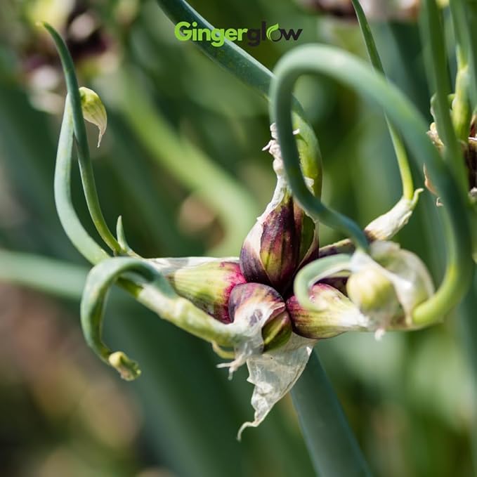 12 Egyptian Walking Onion Plants Start for Planting 4-8 Inch Tall Heirloom Non GMO High Yield Live Vegetable Plants Not Bulbs
