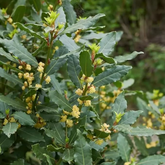 Bay Leaf Plant 5-8 Inch Tall Bay Leaf Tree Live Plant for Indoor Outdoor Garden 4 Inch Pot