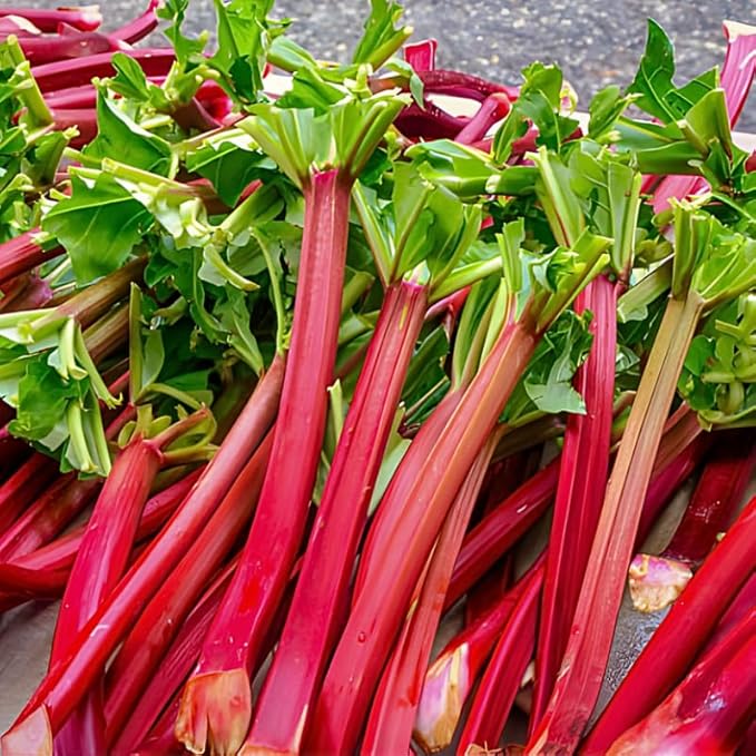 Rhubarb Plants Root for Planting Hardy &amp Sweet Red Cherry Rhubarb Large Crown 6–7 Inch Easy to Grow for Beginners Fast- Growing Perennial