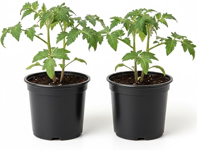 Set 2 Pots Cherry Tomato Plants 4-8 Red Sweet Tomato Plants Live Potted 4 Inch Pot 2 Plants per Pot