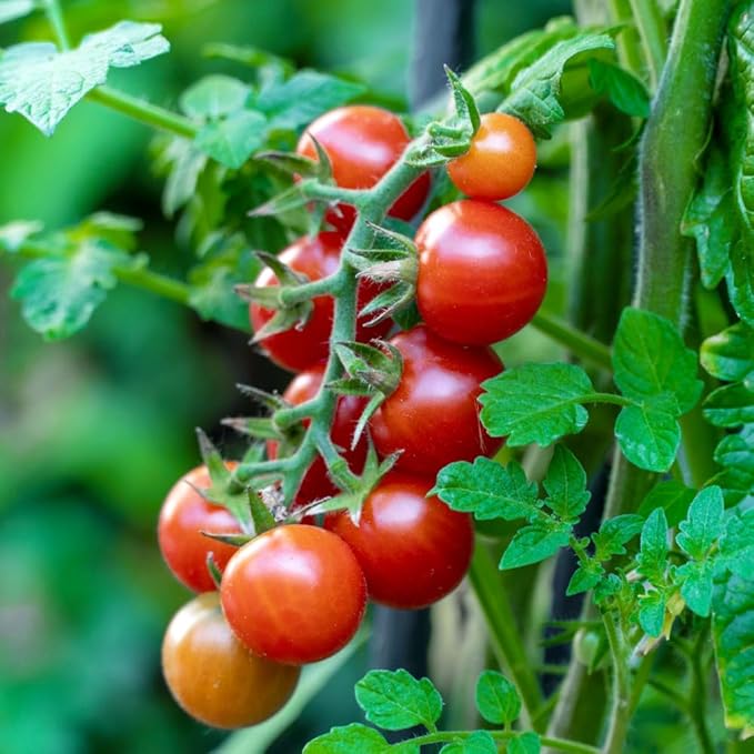 Set 2 Pots Cherry Tomato Plants 4-8 Red Sweet Tomato Plants Live Potted 4 Inch Pot 2 Plants per Pot