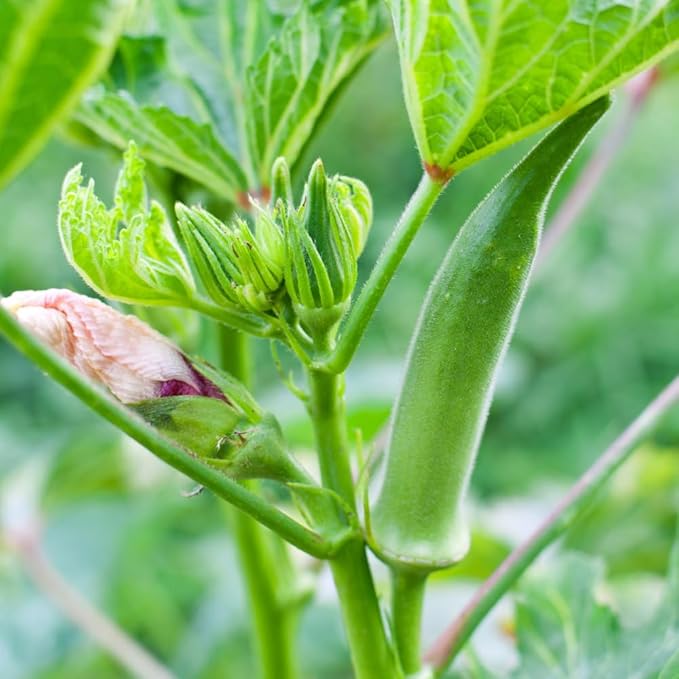 2 Okra Plants Live Green Okra Live Plant 4 Inc Potted
