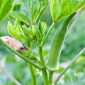 2 Okra Plants Live Green Okra Live Plant 4 Inc Potted