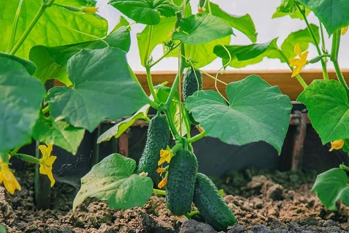 4 Cucumber Plants Live Marketmore 76 Cucumber Live Plant for Growing 4 Inc Pot Live Vegetable Plants for Gardening Outdoors Indoors 6 Inc to 8 Inc Tall