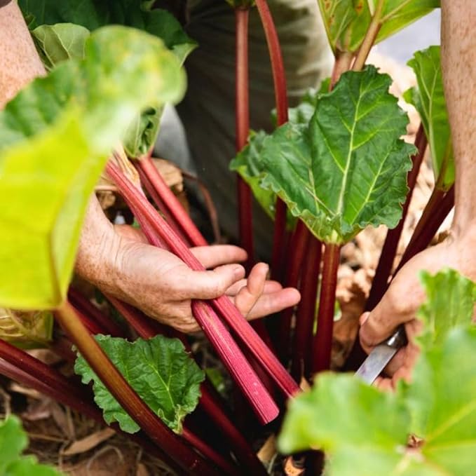 3 Rhubarb Roots Plants for Planting Large Red Cherry Rhubarb Crown Fast-Growing Hardy Rhubarb Plant for Outdoor and Backyard GardensHardy Non GMO Plant for Homegrown Gardens