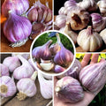 1 Pound Purple Stripe Hardneck Garlic Bulbs for Planting Fresh High-Yield Hardy Garlic for Garden or Container Growing