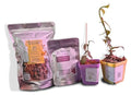 GROW24 Vanilla Orchid Starter Plant kit 4-inch Pots Plus Media Mix and Slow Release Fertilizer (2)