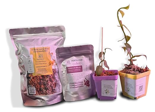 GROW24 Vanilla Orchid Starter Plant kit 4-inch Pots Plus Media Mix and Slow Release Fertilizer (2)