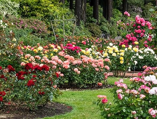Automated Dripworks Premium/Customized Rose &amp Shrub Irrigation Kit for Watering Shrubs (with Timer) - Waters Upto 15 Rose Plants | Agricultural Grade Components | Trusted Brand Since 1991
