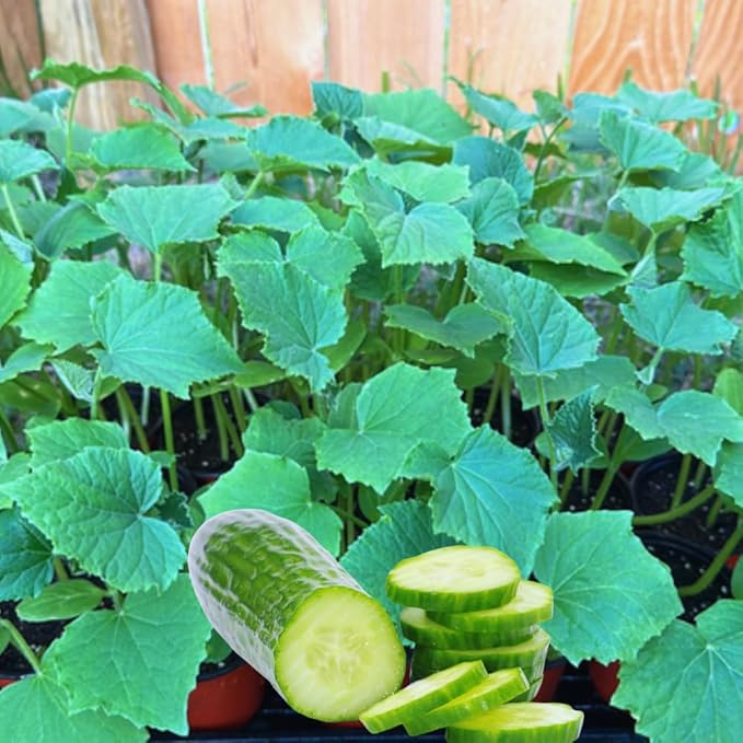 4 Cucumber Plants Live Marketmore 76 Cucumber Live Plant for Growing 4 Inc Pot Live Vegetable Plants for Gardening Outdoors Indoors 6 Inc to 8 Inc Tall
