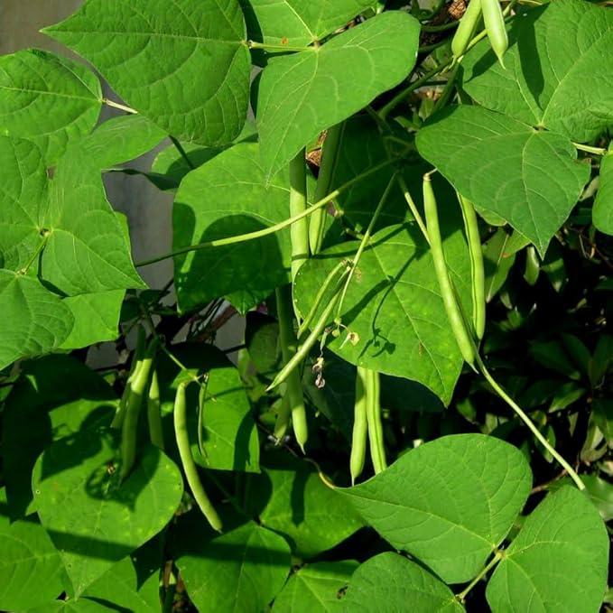 Green Bean Live Plant in 4 Inch Pot 2 Bean Bush Starter Plants Potted 4 to 6 inch Tall Plants for Outdoor Garden