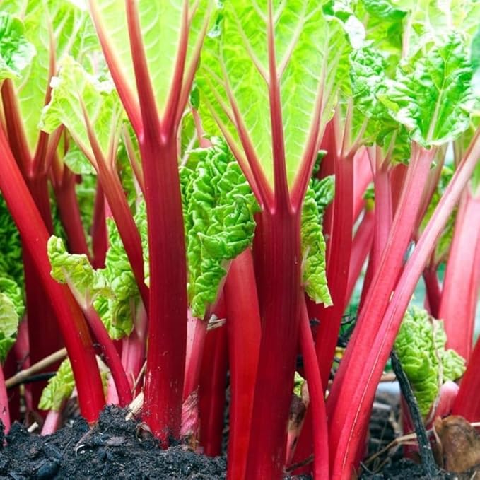 3 Rhubarb Roots Plants for Planting Large Red Cherry Rhubarb Crown Fast-Growing Hardy Rhubarb Plant for Outdoor and Backyard GardensHardy Non GMO Plant for Homegrown Gardens