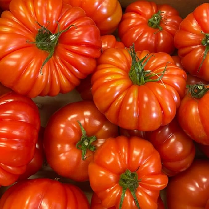 Set 2 Pots Beefsteak Tomato Plants 4 Inch Pot Live Tomato Plants 5 to 8 Inch Tall Vegetable Seedlings for Growing