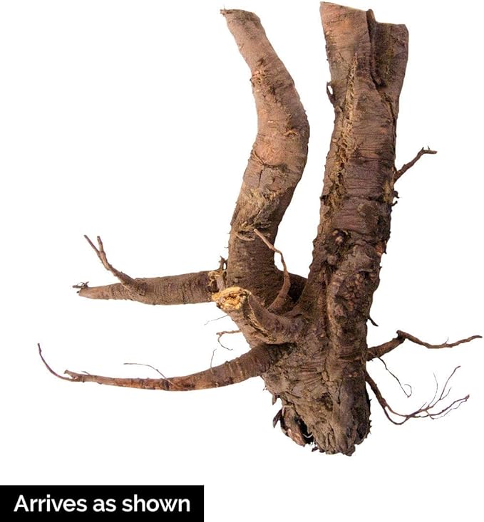 GURNEY'S - Chipman's Canada Red Jumbo Rhubarb Plant Dormant Jumbo Bare Root Vegetable Root 1 Root per Offer