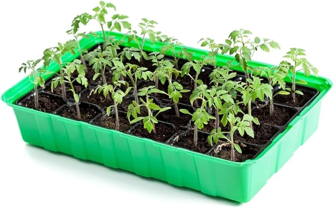 2 Pots 3 Cherry Tomatoes Plants 3-5 Inch Tall Red Tomato Seedling Heirloom Tomato Plants