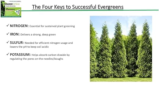 Power Spike for EVERGREENS Fertilizer Spike. Essential Nutrient Spike Fortified with Iron to Feed All Types of evergreens and Address Common Deficiencies (30 Spikes - 9.6 lbs) (30)