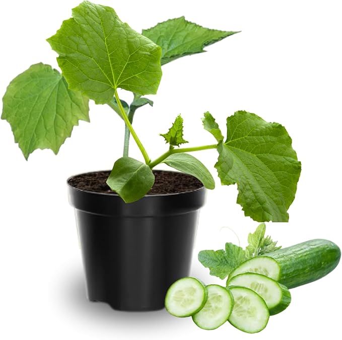 2 Cucumber Plants Live Live Green Cucumber Plants 3 to 5 Inches Tall 4 Inches Pot Cucumber Live Plants Cucumber Starter Plants Growing Outdoor