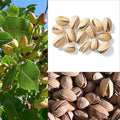 10 Pistachio NUT Tree Pistacia Vera Fruit Red Flowers Seeds